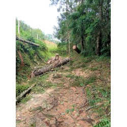 Fortes chuvas e ventos causam graves danos à rede de distribuição de energia em Campo Largo